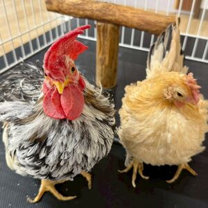 LINE_ALBUM_2025動物ふれあい_251029_10