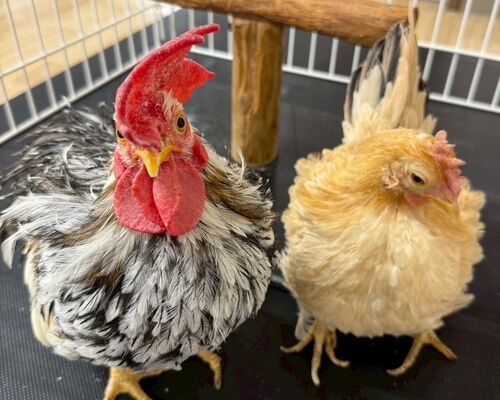 LINE_ALBUM_2025動物ふれあい_251029_10