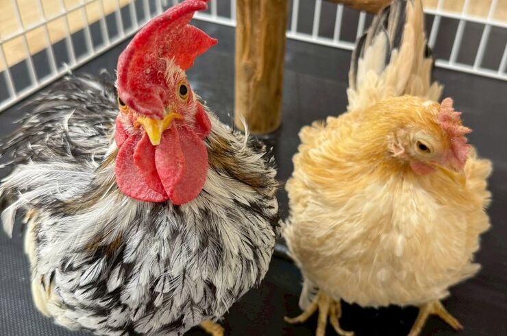 LINE_ALBUM_2025動物ふれあい_251029_10