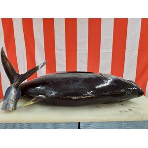 LINE_ALBUM_マグロ解体ショー_251127_69