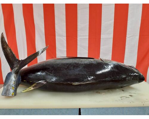 LINE_ALBUM_マグロ解体ショー_251127_69