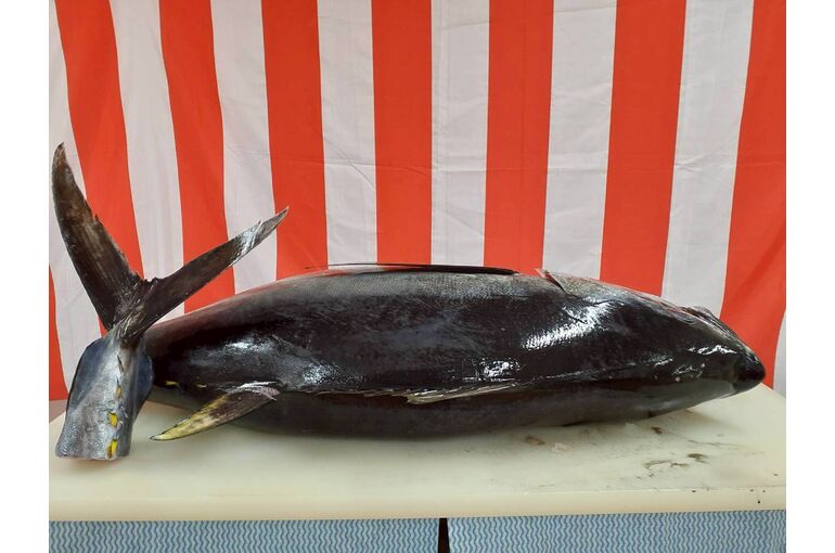 LINE_ALBUM_マグロ解体ショー_251127_69