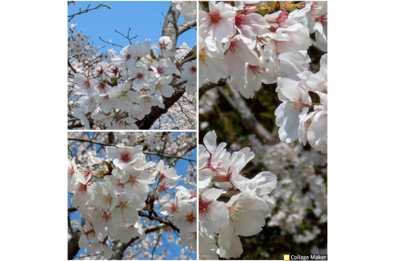 Photo Collage Maker_2026_04_05_11_07_26