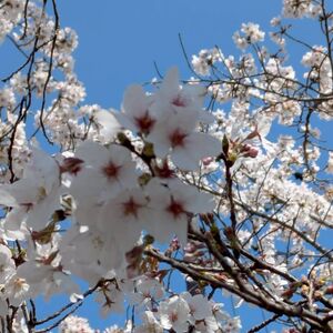 LINE_ALBUM_桜_260405_18