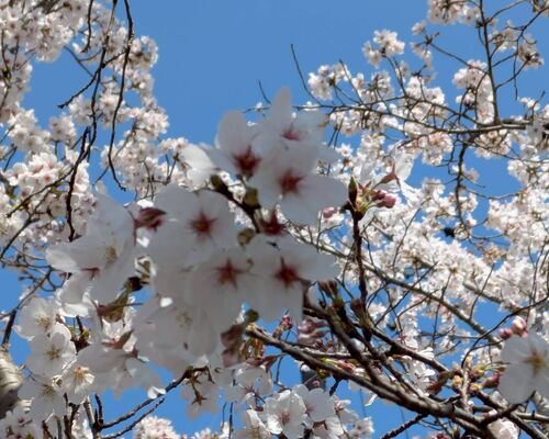 LINE_ALBUM_桜_260405_18