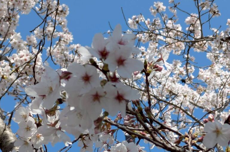 LINE_ALBUM_桜_260405_18