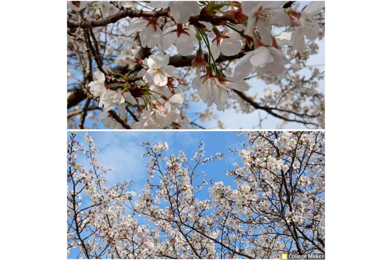 Photo Collage Maker_2026_04_02_04_47_50
