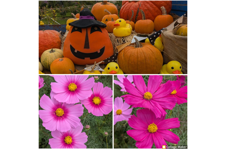 Photo Collage Maker_2026_10_29_03_56_37
